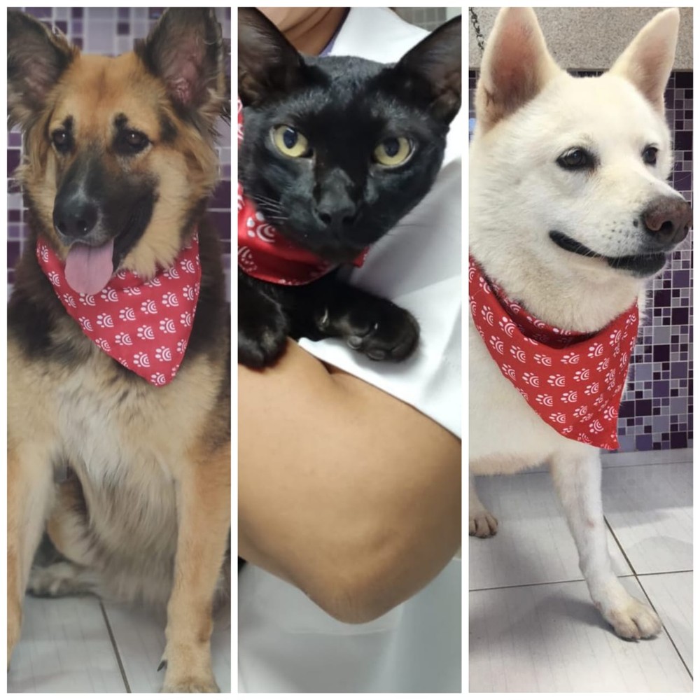 Primeiro banco de sangue animal de MT cadastra doadores caninos e felinos