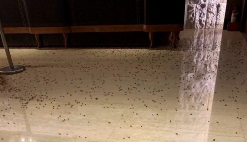 Homem joga mil baratas dentro de restaurante em Taiwan