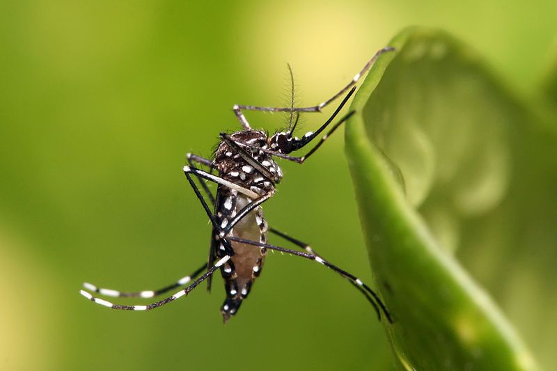Empresa libera Aedes aegypti com genes modificados nos EUA