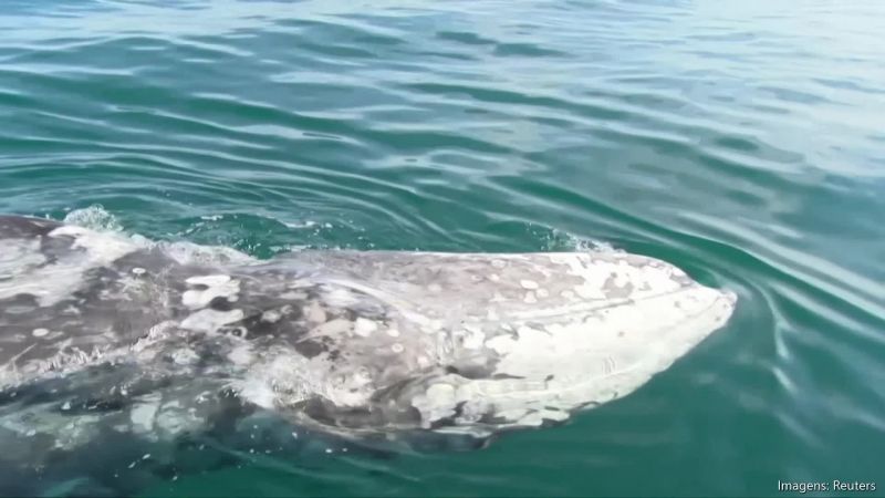 Baleia típica do Pacífico aparece no Mediterrâneo