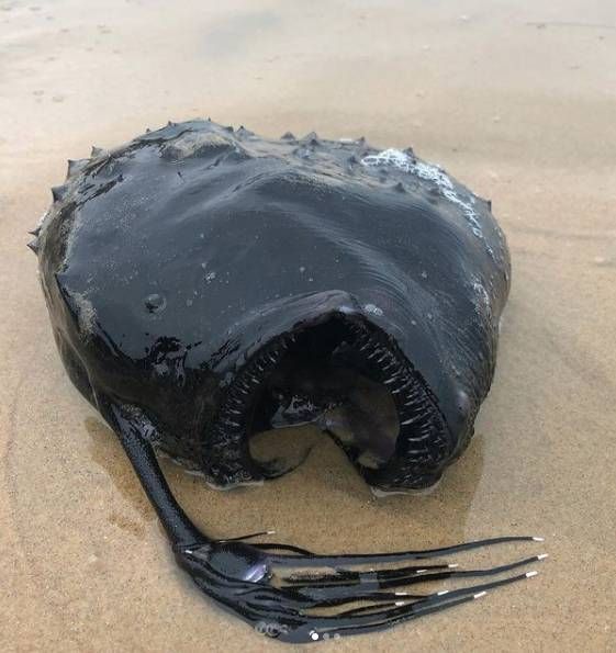 Peixe predador do fundo do mar aparece em praia da Califórnia