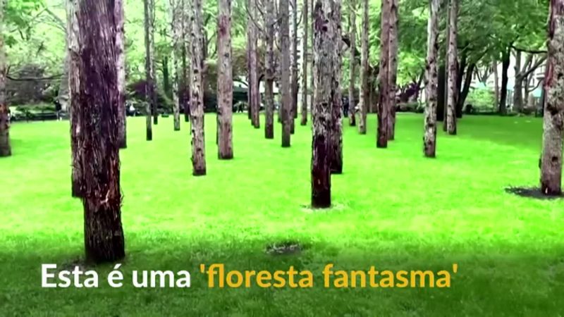 Artista planta 'floresta fantasma' no Madison Square Park, nos EUA