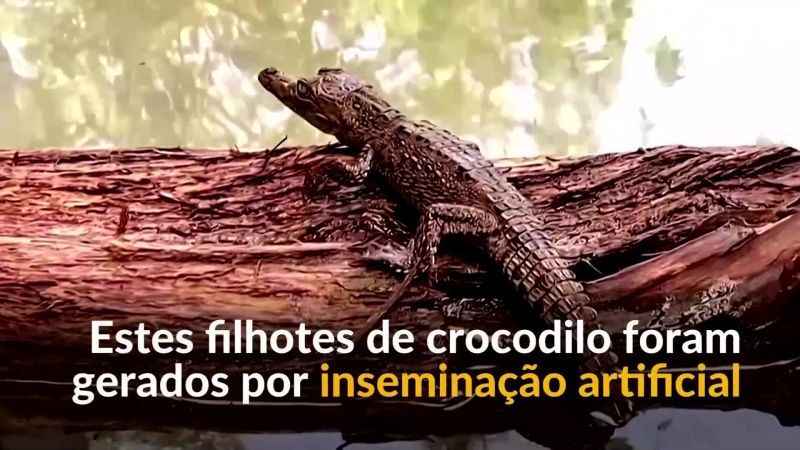 Crocodilos ameaçados fazem sua primeira aparição em zoológico