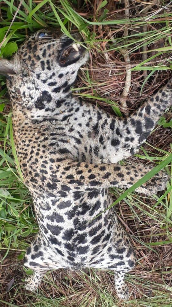 Onça-pintada é morta com tiro na cabeça em reserva ambiental no Pantanal de MT