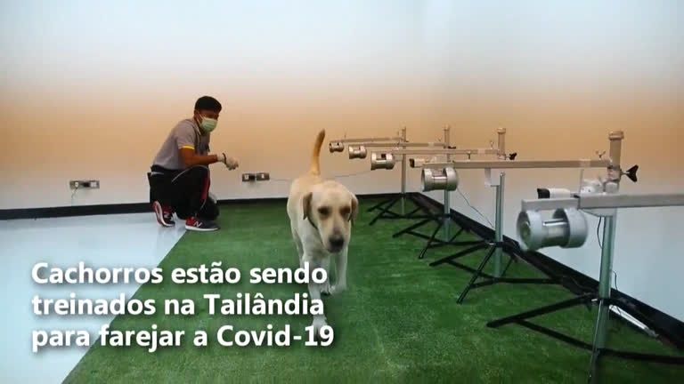 Cães são treinados para farejar covid-19 na Tailândia