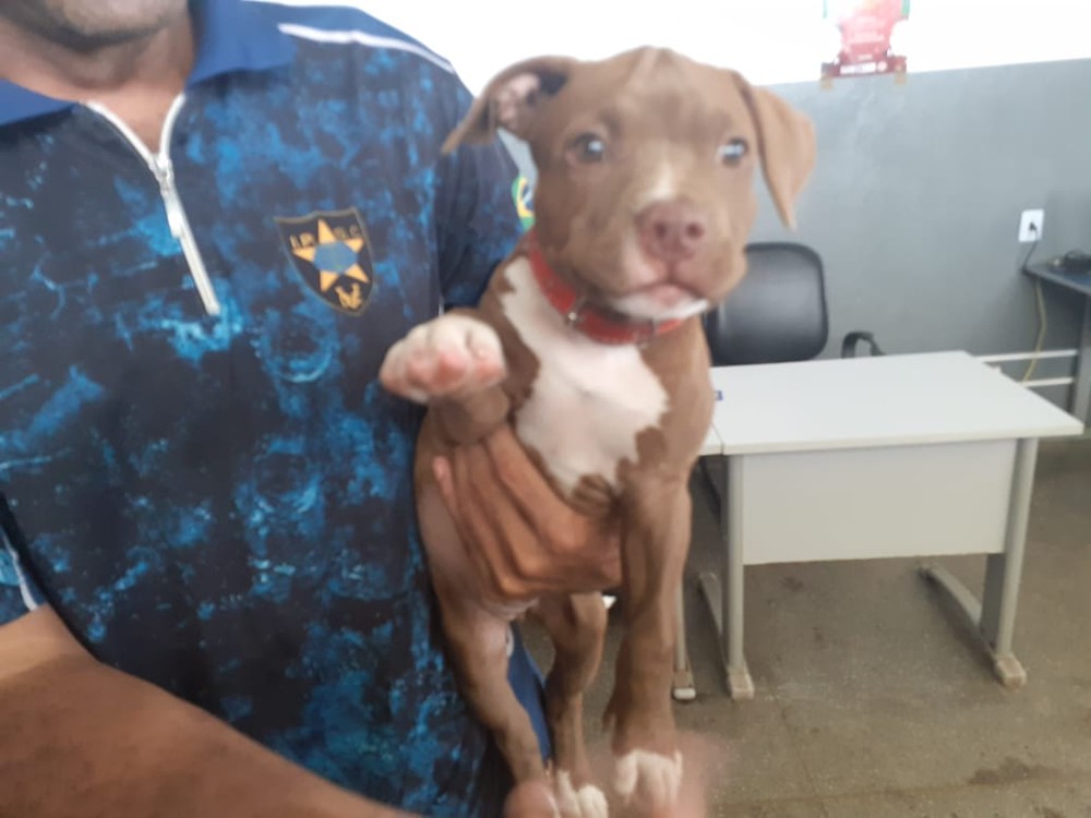 Homem é preso após furtar cachorro em MT