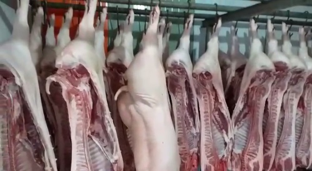 Dois abatedouros clandestinos de suínos e bovinos são fechados em MT durante operação