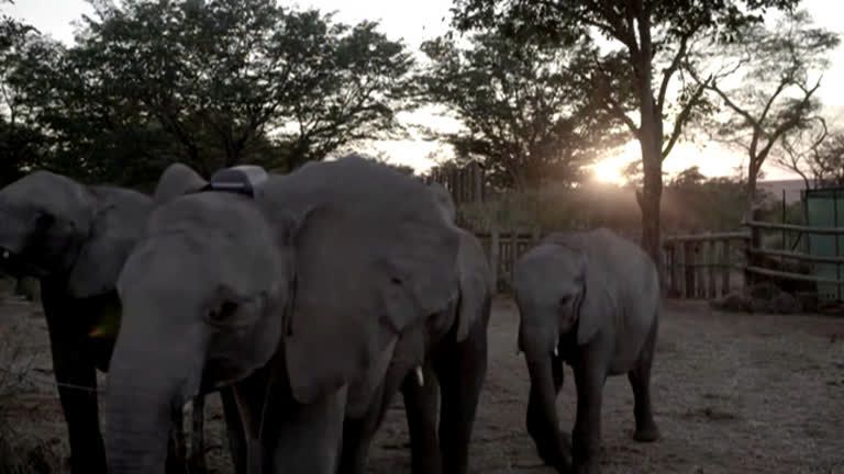 Seis filhotes de elefantes órfãos retornam à natureza