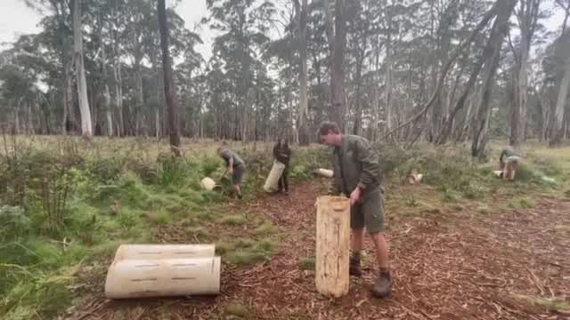 Diabos da Tasmânia voltaram a nascer na Austrália