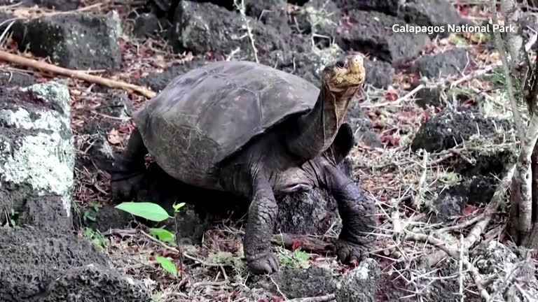 Tartaruga considerada extinta há 100 anos reaparece em Galápagos