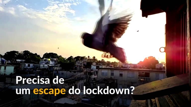 Cubanos criam pombos para se distrair no lockdown