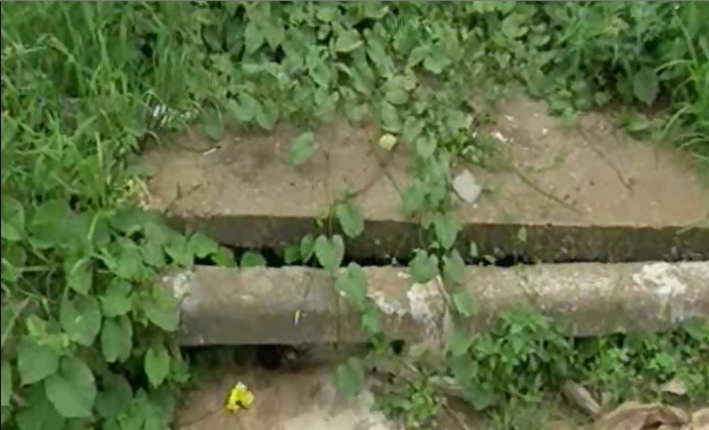 Terrenos baldios e acúmulo de lixo em período de chuva aumentam número de acidentes com escorpiões em MT