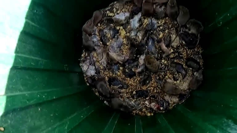 Australianos enfrentam pior praga de ratos em décadas