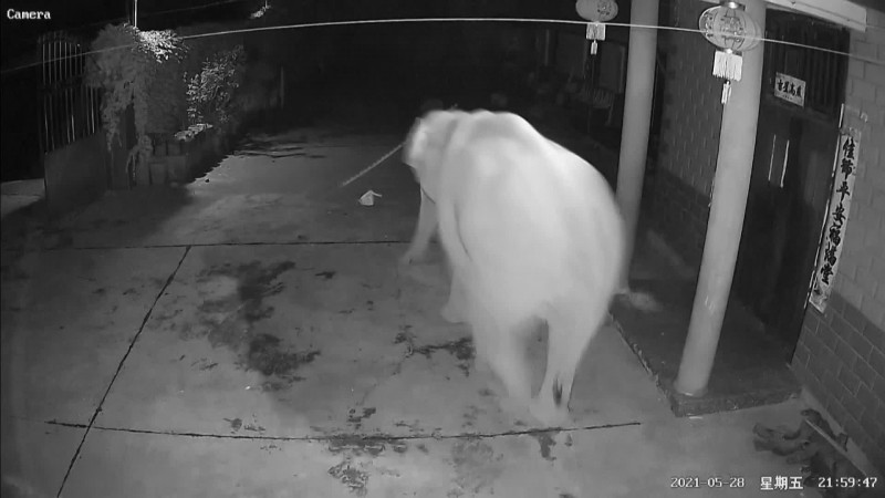 TV chinesa acompanha 15 elefantes que cruzam país rumo ao norte