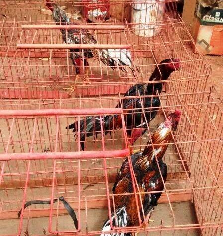 STF julga ação que proíbe sacrifício de animais após maus-tratos