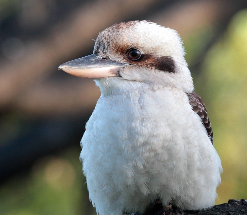 População mundial de pássaros é seis vezes maior do que a de humanos