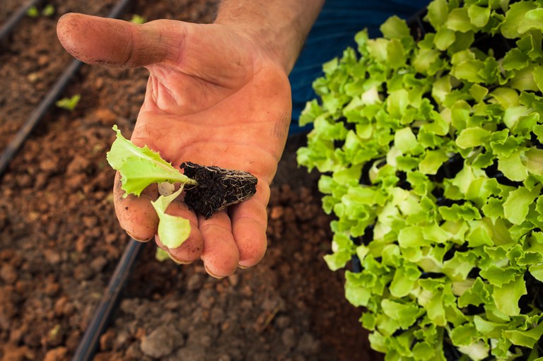 Faturamento da agropecuária brasileira bate recorde em 2019