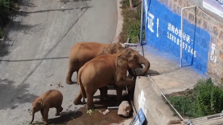 Caminhões tentam controlar manada de elefantes na China