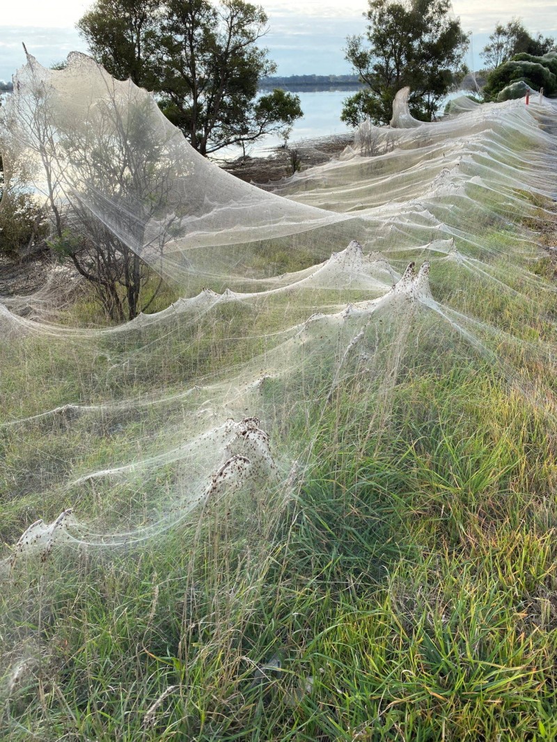 Aranhas cobrem a paisagem com teia gigantesca na Austrália