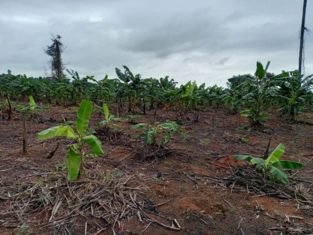 Câmara de Sorriso autoriza Prefeitura a abrir crédito de R$ 500 mil para Agricultura Familiar