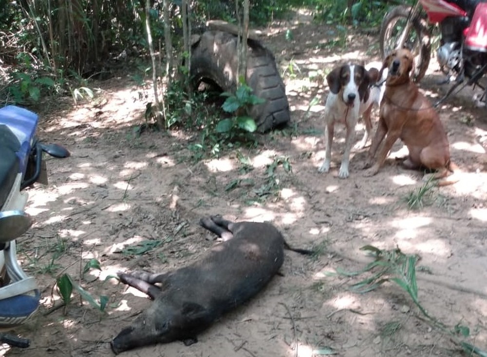 Cachorros usados por caçadores são resgatados e polícia suspeita de maus-tratos em MT