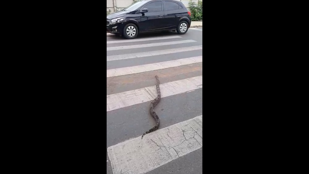 Cobra é flagrada atravessando avenida na faixa de pedestre em MT