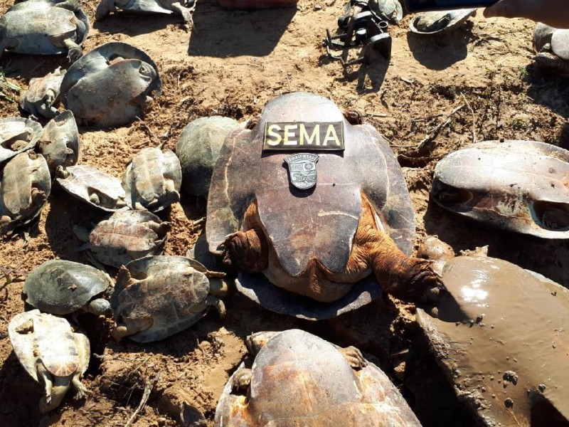 Os animais estavam vivos e alguns ainda no leito do rio com o casco virado para baixo e dessa forma não podiam fugir. - Foto por: PMMT
