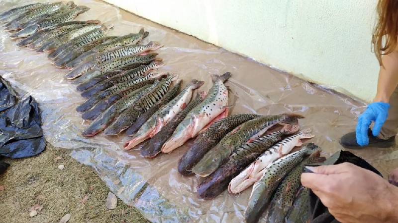 Pescado apreendido - Foto por: Assessoria
