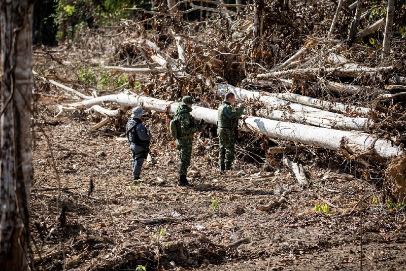 Operação Amazônia aplicou R$ 979 milhões em multa nos 7 primeiros meses do ano