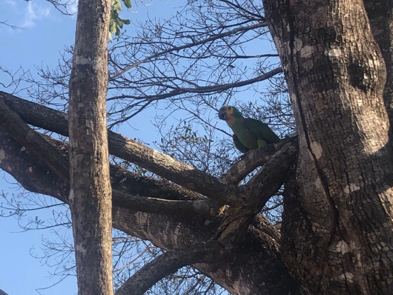 Aves vindas do Ceará são soltas na região de Tangará da Serra