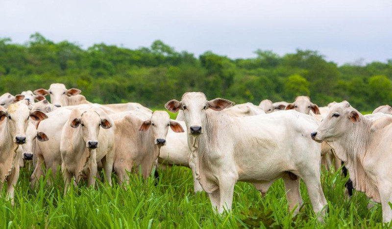 Entre os setores que contribuíram para o comportamento da economia local no período estão a agropecuária (11,5%), serviços (2%) e a indústria (1,3%) - Foto por: Seplag-MT