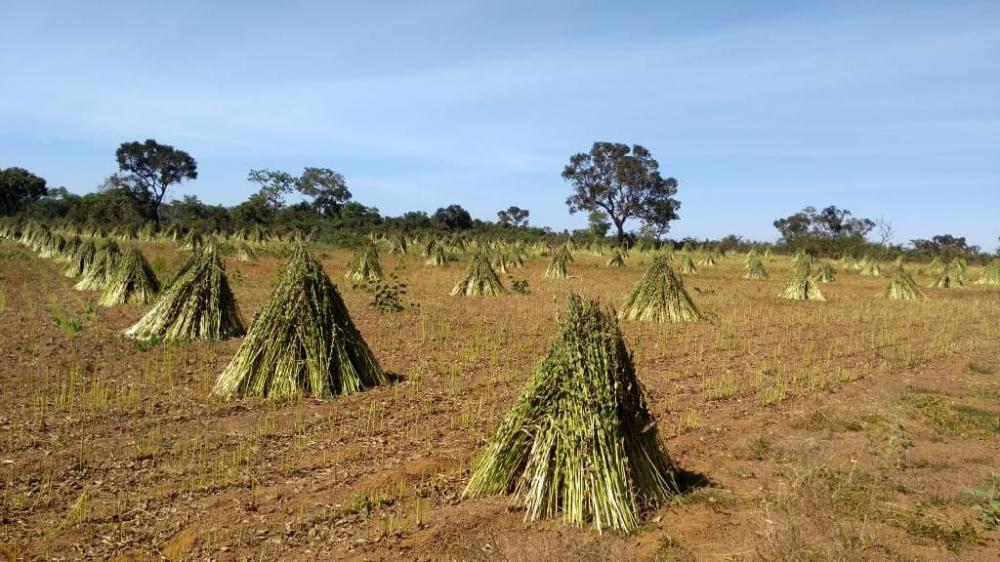 Projeto da Empaer para cultivo de gergelim exporta produção para o Japão