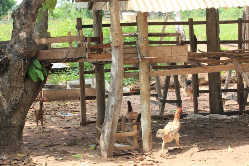 A área do galinheiro terá de passar por desinfecção e vazio sanitário (ausência de aves) - Foto por: Empaer