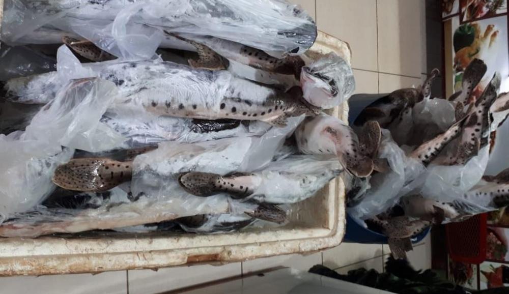 Batalhão Ambiental e Sema apreendem pescado irregular e empresa em Sinop é notificada