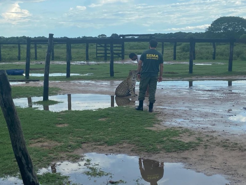 Onça-pintada retirada de fazenda - Foto por: Sema-MT