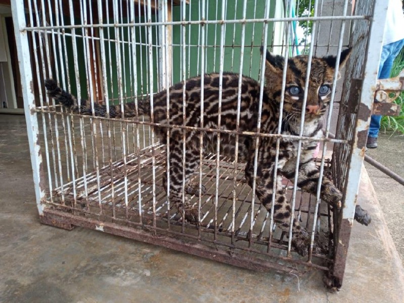 Filhote de jaguatirica resgatado em Nova Monte Verde - Foto por: Sema-MT