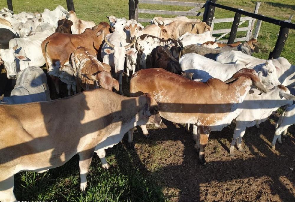 Ação integrada recupera 95 cabeças de gado furtadas em Poconé