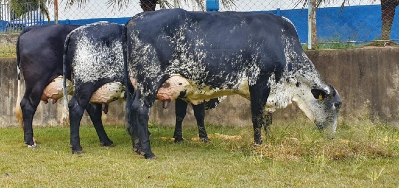Novilhas participantes da ação serão como essa acima, da raça Girolando 1/2 - Foto por: Reprodução