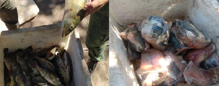 Dupla é detida em flagrante com 93 quilos de tucunaré e carne de jacaré em Luciára