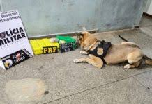 Ação conjunta entre PRF, PM e PF apreende maconha em Rondonópolis/MT