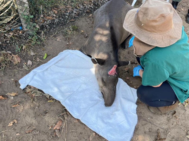 Anta resgatada com ferimentos na cabeça recebe aplicação de células-tronco em Nova Mutum