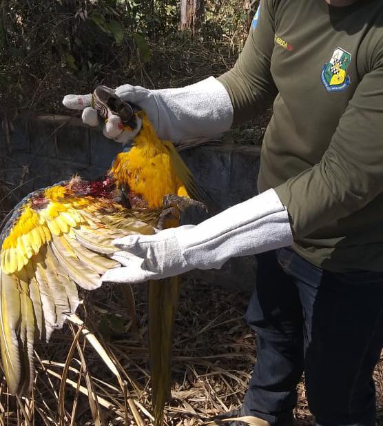 PM resgata tartaruga atropelada e arara ferida por linha cerol em Cuiabá