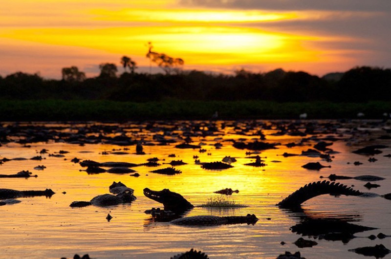 Turismo sustentável no Pantanal será tema de encontro internacional em Mato Grosso em junho - Cristian Dimitrius/NatGeo