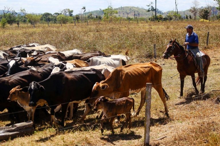 Mudanças climáticas causaram prejuízos ao setor agropecuário - (Foto: Bruno Cecim/Agência Pará)