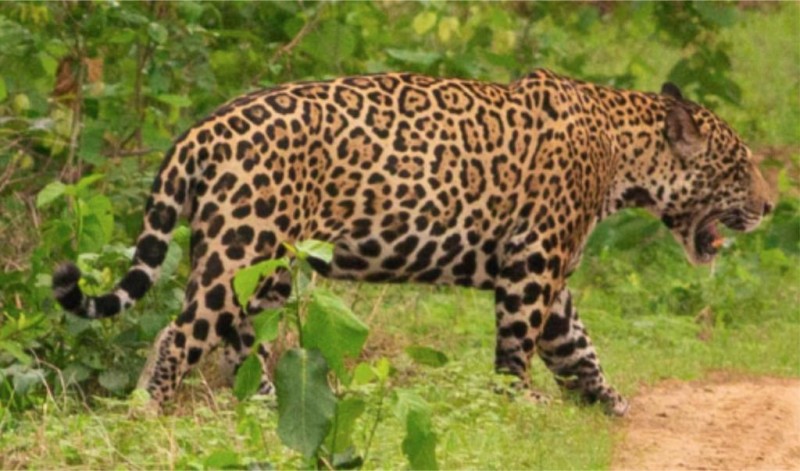 o confronto foi realizado com base em duas imagens, sendo a primeira uma fotografia tirada em novembro de 2021, que consta no guia de identificação de onças de uma pousada da região - Foto por: Ong Jaguar Identification Project