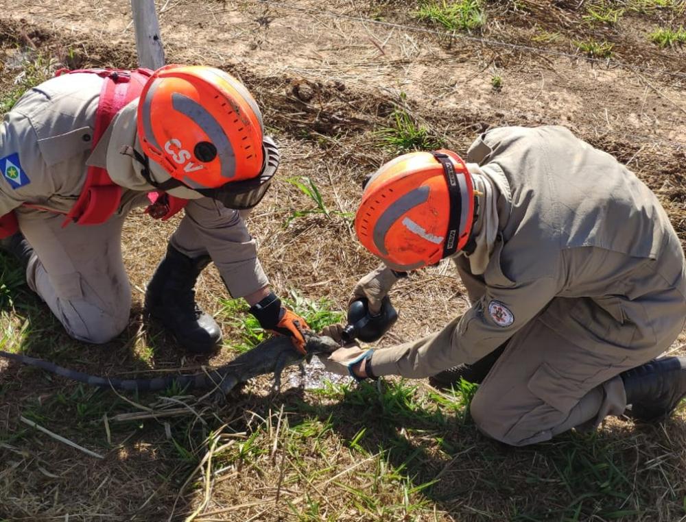 Iguana é resgatada pelos bombeiros durante incêndio em pasto em MT