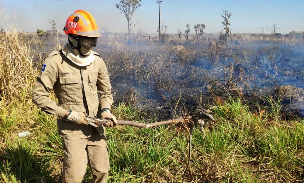 Anta é flagrada tentando fugir de incêndio que destruiu mais de 800 hectares em MT