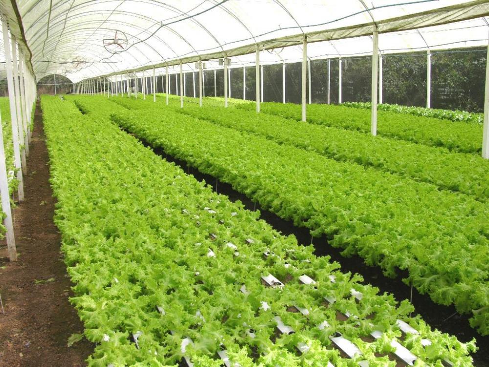 Empaer realiza capacitação online sobre as potencialidades do cultivo hidropônico