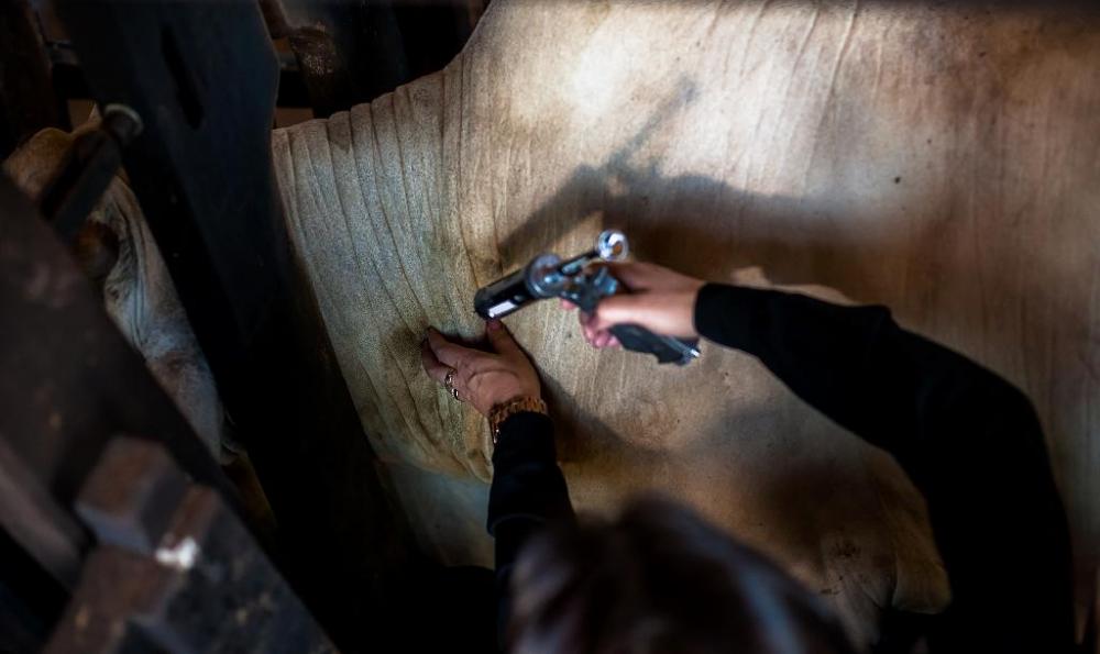Mato Grosso vacina 99,67% do seu rebanho contra a febre aftosa