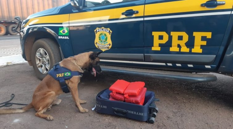 Veja momento em que K9 da PRF encontra entorpecentes em bagagem em MT